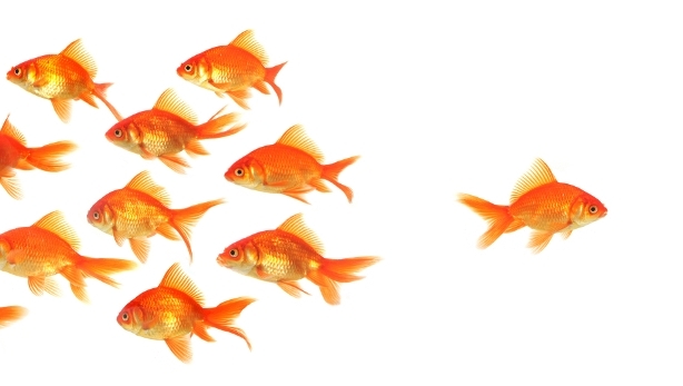 Followship > Leiding ontvangen, een competentie | leiderschap
