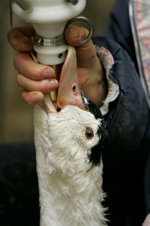 FoieGras