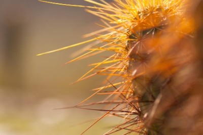 cactuskleinweb