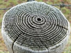 circles-senge