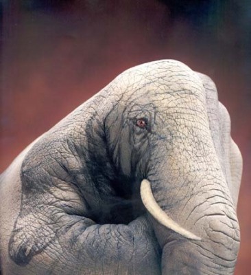 olifant-03