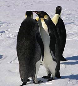penguins