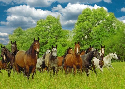 wildepaardenindewei1000