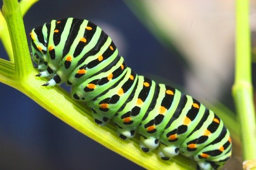 rups